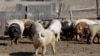 FILE - Pigs roam a farm in Clear Lake, Iowa. Organs from pigs and other animals may someday be transplanted into humans.