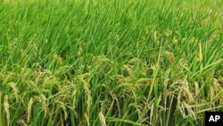 When rainfall is plentiful, rice grows into lush plants above the shallow water in which it's planted.