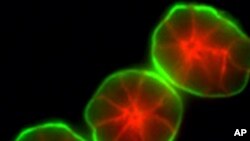 A structural unit of the human breast, an acinus, or cluster of cells.