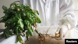 FILE - Researcher Li Yafei rinses a potato plant grown inside a heat chamber at a research facility under the International Potato Center (CIP), in the Yanqing district, Beijing, May 14, 2024.