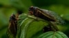 Adult cicadas rest on a plant, May 17, 2021, at Woodend Sanctuary and Mansion, in Chevy Chase, Md.
