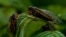 Adult cicadas rest on a plant, May 17, 2021, at Woodend Sanctuary and Mansion, in Chevy Chase, Md.