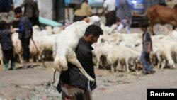 Seorang pria membawa hewan kurban di pasar ternak ketika warga Yaman merayakan Idul Adha di tengah krisis ekonomi, di Sanaa, Yaman. 