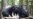 Laos Fights to Protect Endangered Asiatic Black Bears