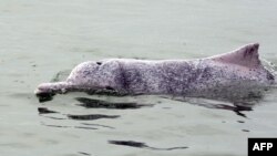 FILE- This picture of March 17, 2012 shows a Chinese white dolphin, also known locally as 'pink dolphin', swimming in waters off the coast of Hong Kong, now returning to the waters between Hong Kong and Macau as coronavirus pandemic halted ferries.