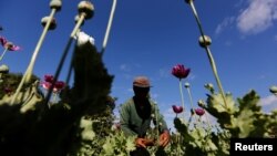 រូប​ឯកសារ៖ បុរស​ម្នាក់​ប្រមូល​ផ្លែ​អាភៀន​នៅ​ចម្ការ​អាភៀន​មួយ​កន្លែង​នៅ​ជិត​ក្រុង Loikaw រដ្ឋ Kayah ប្រទេស​មីយ៉ាន់ម៉ា កាល​ពី​ថ្ងៃ​ទី​៣០ ខែ​វិច្ឆិកា ឆ្នាំ​២០១៦។