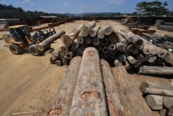 FILE - An employee uses heavy machinery to stack logs at the Serra Mansa logging and sawmill company, in Moraes Almeida district, Itaituba, Para state, Brazil, in the Amazon rainforest, Sept. 12, 2019.