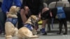 Dogs Trained to Monitor Low Blood Sugar Levels May Save Lives
