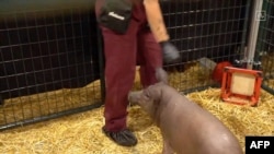 FILE - This video grab made from the online Neuralink livestream shows Gertrude the pig implanted with a Neuralink device, Aug. 28, 2020. Elon Musk's brain implant company Neuralink says it's gotten permission from U.S. regulators to begin testing its device in people.