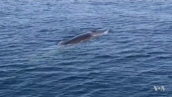 Citizen Scientists Chart Marine Mammals