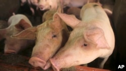 FILE - Pigs are kept in a pen in My Duc district, Hanoi, Vietnam, May 30, 2019. 