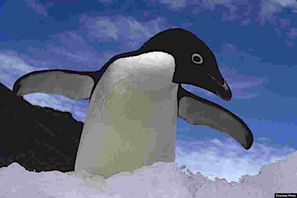 Penguin Adélie mengembangkan sayapnya.&nbsp;(OCEANITES/Ron Naveen)