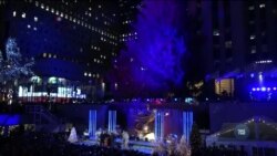 Благодійний сезон продовжується: американці знайшли застосування живим ялинкам після свят. Відео