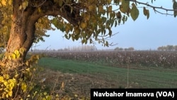 FILE - Cotton grows in Uzbekistan, Nov. 11, 2024.