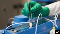 This image provided by Pfizer in Oct. 2021 shows the company's COVID-19 Paxlovid pills.