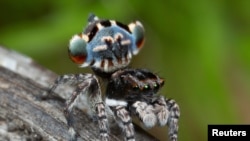 A specimen of the newly-discovered Australian Peacock Spider, Maratus Lobatus, shows off his colourful abdomen in this undated picture from Australia. 