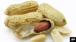 Similar to allergy shots for dust and pollen, feeding peanuts in tiny amounts is designed to reprogram the young patients’ immune system so peanuts don’t provoke life-threatening reactions.