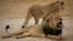 This handout picture released by Zimbabwean parks officials shows Cecil, the much-loved lion that was killed by an American hunter in July.