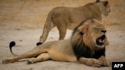 This handout picture taken on October 21, 2012 and released on July 28, 2015 by the Zimbabwe National Parks agency shows a much-loved Zimbabwean lion called "Cecil" which was allegedly killed by an American tourist.