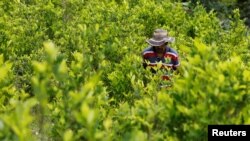 A peasant walks among coca crops in Cauca, Colombia, Jan. 27, 2017. The United Nations said, Sept. 19, 2018, Colombia's acreage of coca, the raw material for cocaine, expanded 17 percent to hit a new record last year.