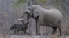 Cyanide Used to Kill 23 Elephants in Zimbabwean Park