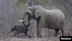 FILE - Two of the tens of thousands of elephants inside Zimbabwe's Hwange National Park, Aug. 1, 2015.