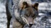 FILE - An Iberian wolf (Canis lupus signatus) exercises at Basondo Animal Refuge, in Kortezubi, Spain, Feb. 8, 2021. 