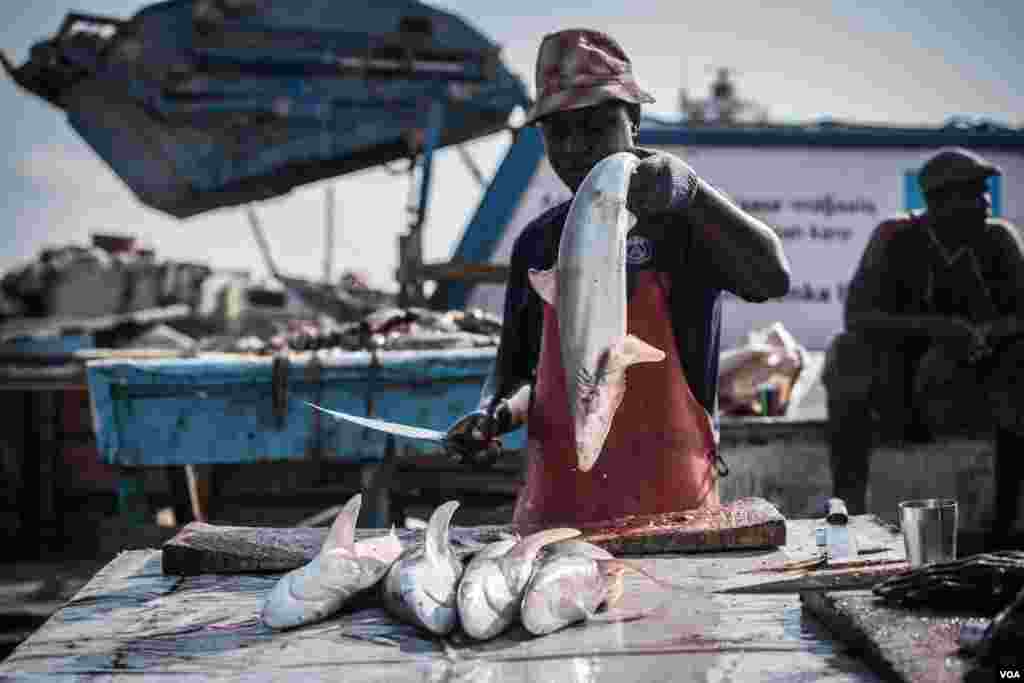 A man holds up a shark to chop up for its fins, liver, and meat in Bossaso, northern Somalia, in late March 2018. (J. Patinkin/VOA)