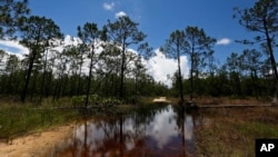 FILE - A puddle blocks a path that leads into the Panther Island Mitigation Bank near Naples, Fla., June 7, 2018. Experts say the Trump administration’s move to redefine what constitutes a waterway is threatening a uniquely American effort to save wetlands from destruction.