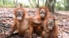Hutan Lindung akan Diciptakan bagi Orangutan Albino di Kalimantan