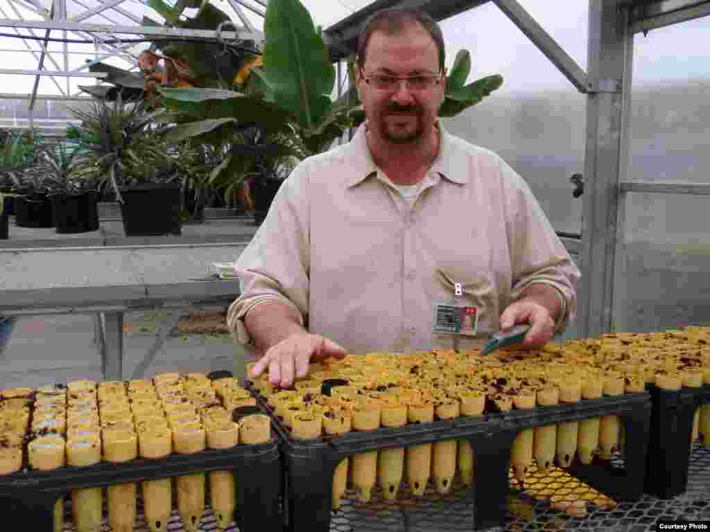 Inmate Toby Erhart sows Harsh Indian Paintbrush seeds in the Stafford Creek Corrections Center conservation nursery. (Tom Banse/VOA)