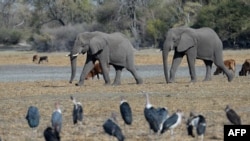 FILE - Elephants walk through a dried channel near the Nxaraga village in the outskirts of Maun, Botswana, Sept. 28, 2019.