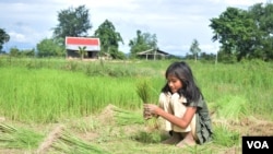 FILE - A child in Kampot province, Cambodia helps her family in the rice field, August 10, 2016. (S. Khan for VOA)