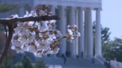 Расцветаа црешите во Вашингтон