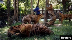 Tigers gather at their confinement cage in Tiger Kingdom zoo, as Phuket gets ready to open its doors to overseas tourists from July 1 allowing fully vaccinated foreigners to visit the resort island without quarantine, Phuket, Thailand June 28, 2021. (REUTERS/Jorge Silva)