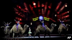 Ringling Bros. and Barnum & Bailey performers ride camels during a performance, Jan. 14, 2017, in Orlando, Fla. The Ringling Bros. and Barnum & Bailey Circus will end the "The Greatest Show on Earth" in May, following a 146-year run of performances. 