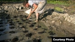 Vermont farmer Josh Brill raised more than $6,000 online to expand his rice-growing business. (Courtesy Josh Brill/Meadow Squire)