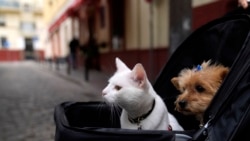 Quiz - What Happens to Pets When Couples Break Up