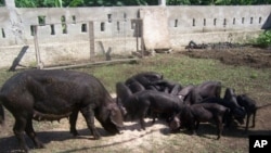 Concrete blocks transformed into livestock pens on the organic farm in Haiti that Boston physician Arielle Adrien helps support.