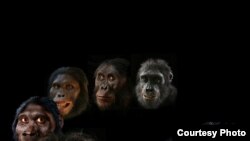 John Gurche's "Shaping Humanity"