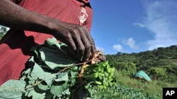 Zimbabwean peasant farmer Munyaradzi Mudapakati holds spinach at his farm in Chinhamora, about 50 km north of Harare on Febuary 10, 2011.