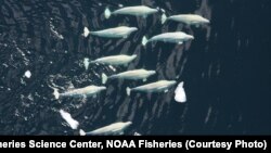 Beberapa ekor Paus Beluga di Lautan Arktika (foto: ilustrasi).