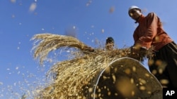 Farmers thresh the grain in Shariefabad on the outskirts of Srinagar, India, October 6, 2010