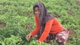 Une femme agricultrice dans son champs a Timbi Madina, Pita, GUINEE (VOA Fulfulde)