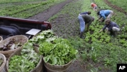 Menurut Laura Reynolds, peneliti pada Worldwatch Institute, Hasil pertanian organik mengantarkan lebih sedikit pestisida dan kimia ke dalam makanan kita, dan juga ke diri petani yang menanam tanaman pangan itu. Juga memberi keuntungan ekonomi bagi petani yang menanam secara organik, karena mereka bisa menjualnya lebih mahal jika tanaman pangan itu diberi sertifikat organik (foto: Dok).