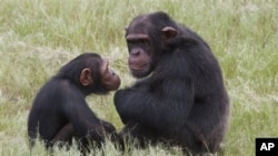 Chimpanzees at the Chimp Eden rehabilitation center, near Nelspruit, South Africa, Feb. 1, 2011.
