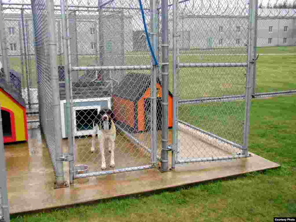 "Dolly" waits for her handler to return from lunch. This rescued shelter dog graduated from a training program at the Stafford Creek prison and has since been adopted. (Tom Banse/VOA)