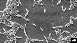 Esta imagen de microscopio electrónico de 2004, disponible en los Centros para el Control y la Prevención de Enfermedades, muestra la bacteria Gram-Campylobacter. (Janice Haney Carr/CDC via AP).