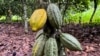 Chocolate industry braces as Ivory Coast expects dire cocoa crop