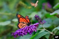 A monarch butterfly feeds in Omaha, Neb., Monday, Sept. 28, 2015. (AP Photo/Nati Harnik)